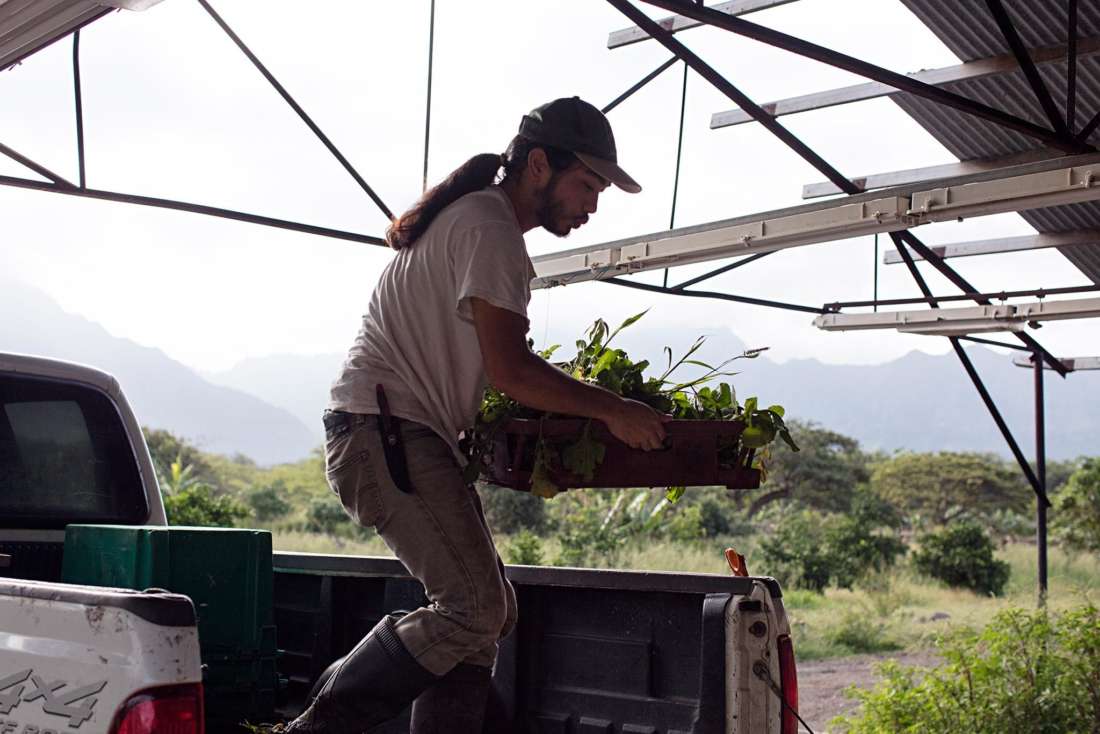 The Farm that Grows Youth