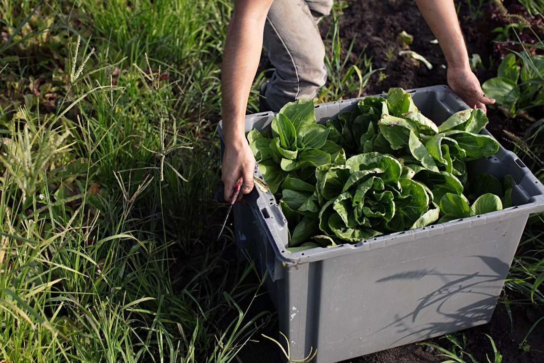 The Farm that Grows Youth