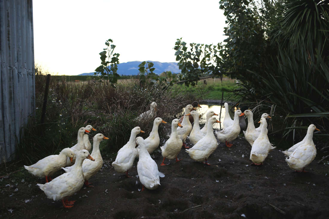 The Food Farm