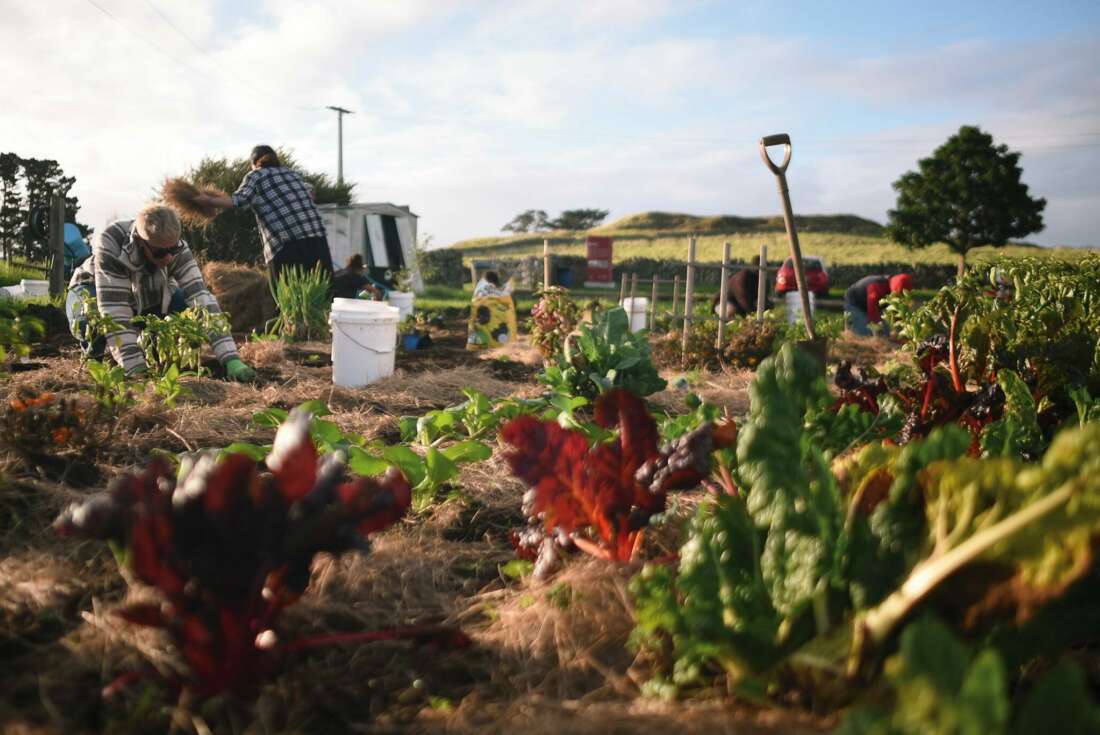 Beneath the soil: A reclamation of te reo and Māori food sovereignty.