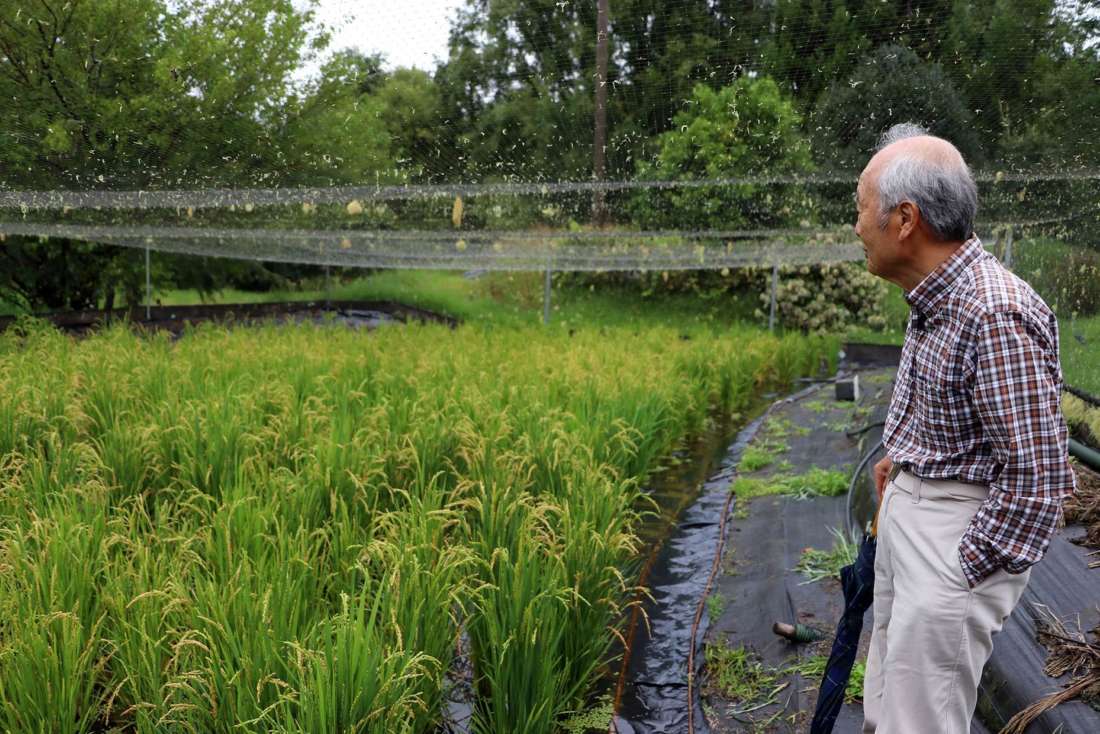 Prof. Sakurai and his Kaiwaka rice