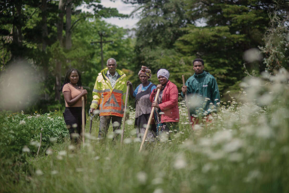 Setting Down Roots in West Auckland