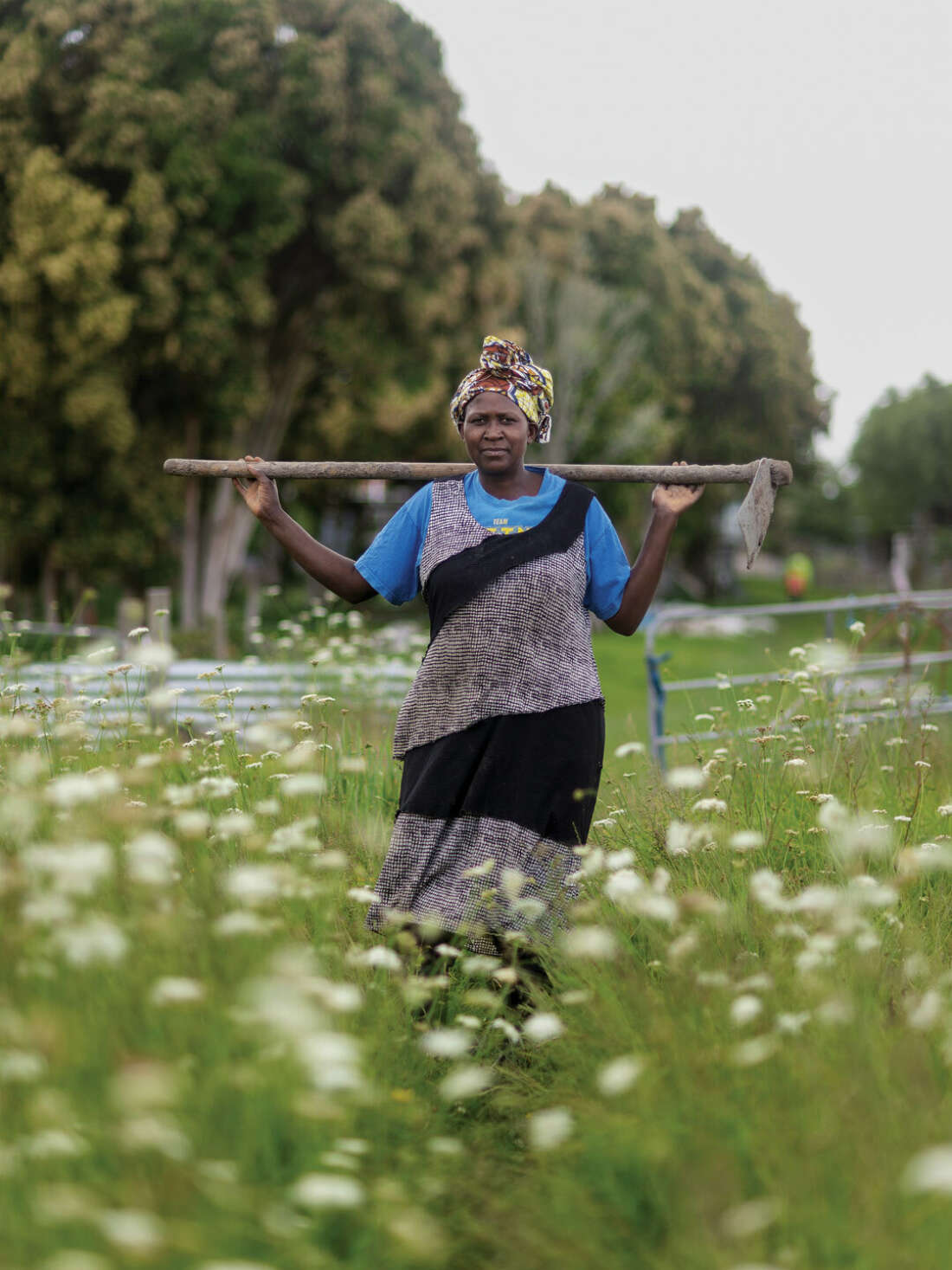 Setting Down Roots in West Auckland