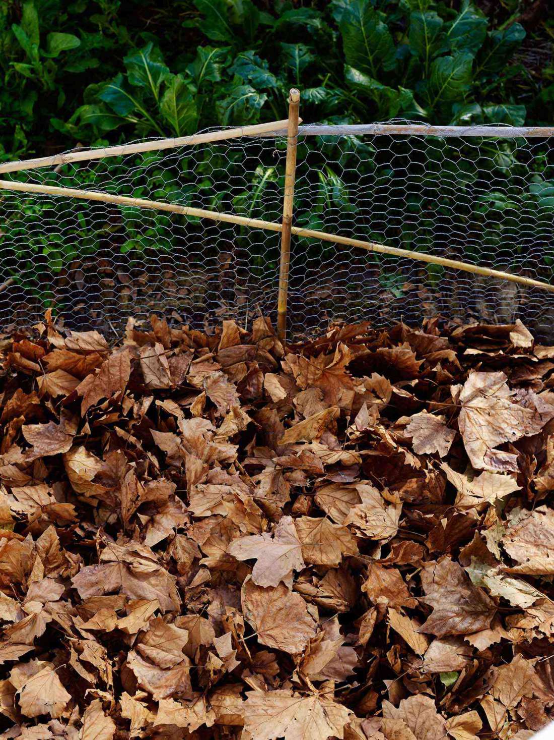 Guerilla Gardening