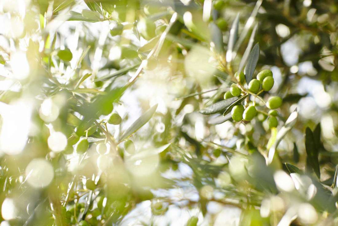 Olive Harvest